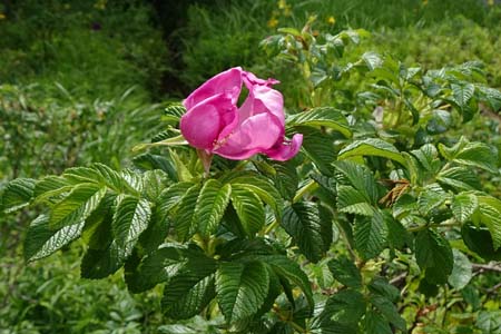 ハマナス・箱根湿性花園