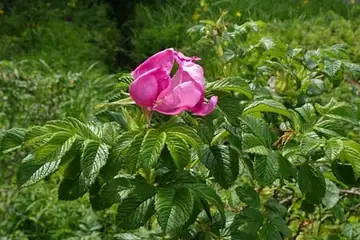 ハマナス・箱根湿性花園