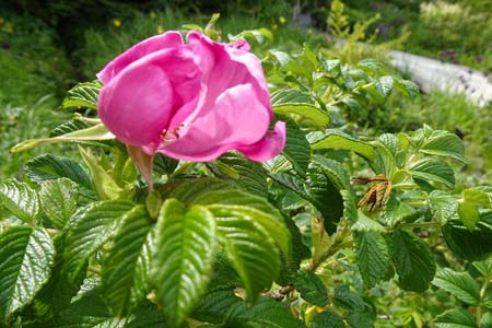 ハマナス・箱根湿性花園