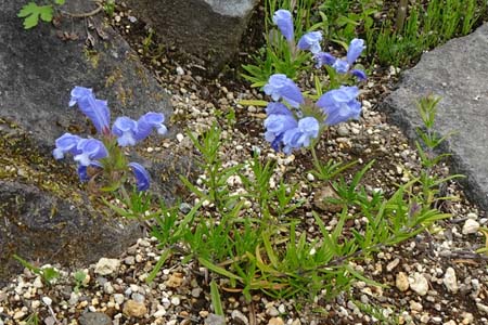 ムシャリンドウ・箱根湿性花園