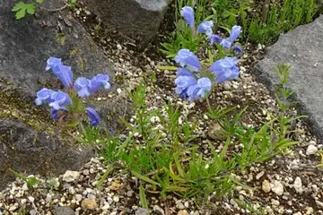 ムシャリンドウ・箱根湿性花園