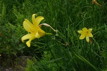 エゾキスゲ・箱根湿性花園