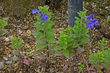 ナミキソウ・箱根湿性花園