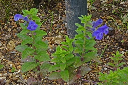 ナミキソウ・箱根湿性花園