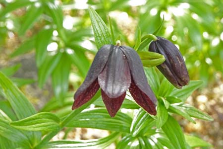 クロユリ・箱根湿性花園