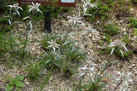 ハヤチネウスユキソウ・箱根湿性花園