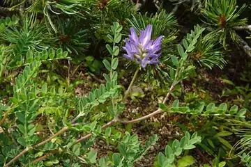 ムラサキモメンヅル・箱根湿性花園