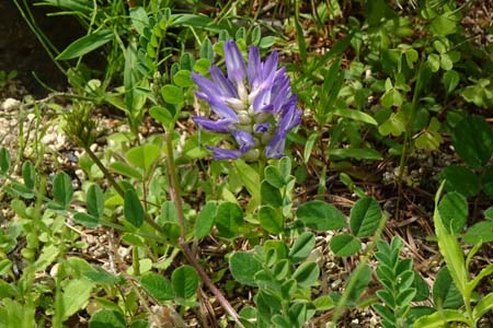 ムラサキモメンヅル・箱根湿性花園
