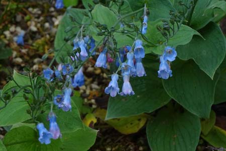 エゾルリソウ・箱根湿性花園