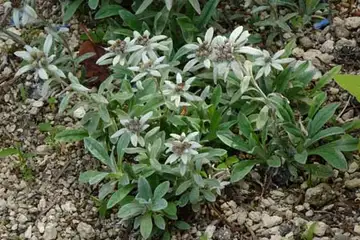 エゾウスユキソウ・箱根湿性花園
