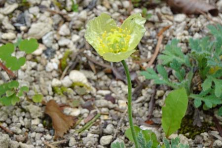 リシリヒナゲシ・箱根湿性花園