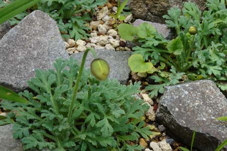 リシリヒナゲシ・箱根湿性花園