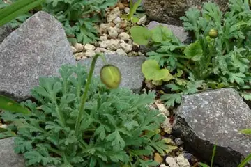 リシリヒナゲシ・箱根湿性花園