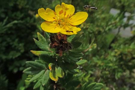 キンロバイ・箱根湿性花園
