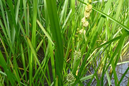 ミクリ・箱根湿性花園