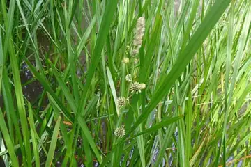 ミクリ・箱根湿性花園