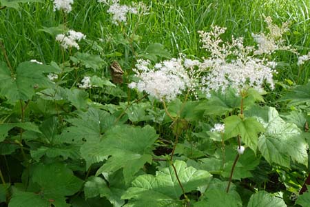 オニシモツケ・箱根湿性花園