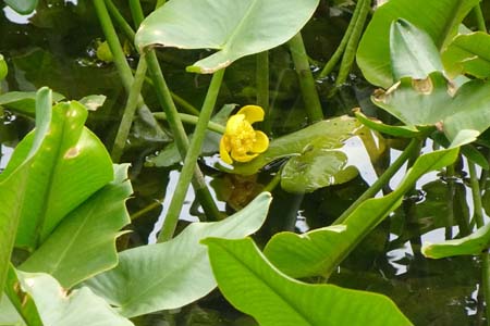 コウホネ・箱根湿性花園
