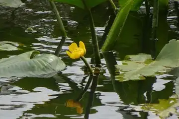 コウホネ・箱根湿性花園