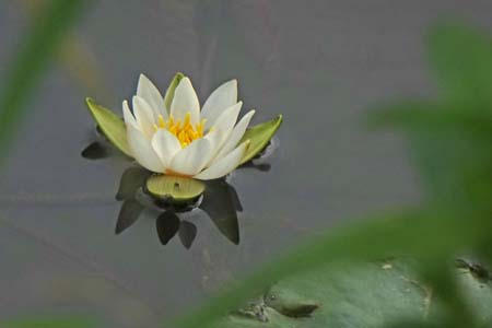 ヒツジグサ・箱根湿性花園