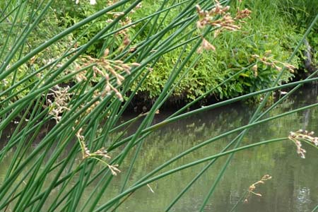 フトイ・箱根湿性花園