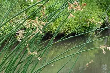 フトイ・箱根湿性花園