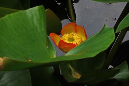 ベニコウホネ・箱根湿性花園