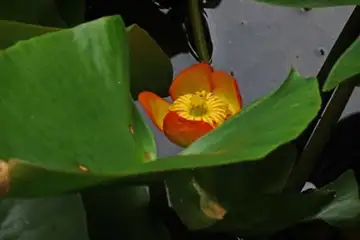 ベニコウホネ・箱根湿性花園