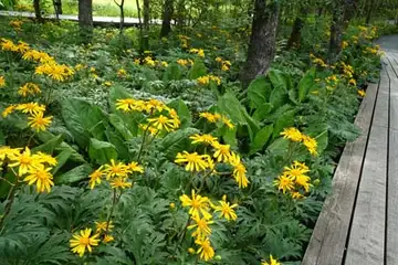 ハンカイソウ・箱根湿性花園
