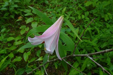 ササユリ・箱根湿性花園