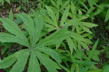 ヤブレガサ・箱根湿性花園