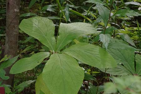 クルマバハグマ・箱根湿性花園