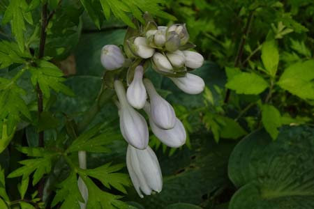 オオバギボウシ・箱根湿性花園