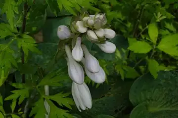 オオバギボウシ・箱根湿性花園