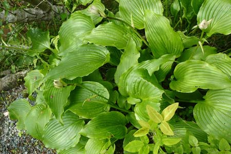 オオバギボウシ・箱根湿性花園