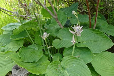 オオバギボウシ・箱根湿性花園