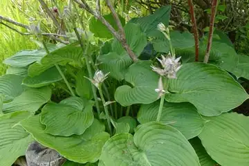 オオバギボウシ・箱根湿性花園