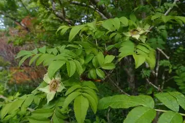 サンショウバラ・箱根湿性花園