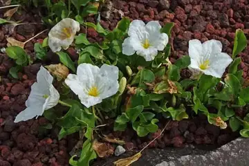 ギンパイソウ・箱根湿性花園