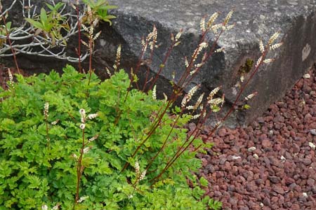 タンナチダケササシ・箱根湿性花園