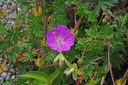 アケボノフウロ・箱根湿性花園