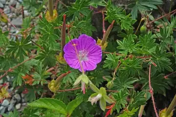アケボノフウロ・箱根湿性花園