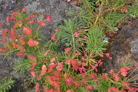 マツバトウダイ・箱根湿性花園