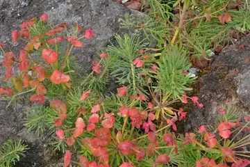 マツバトウダイ・箱根湿性花園