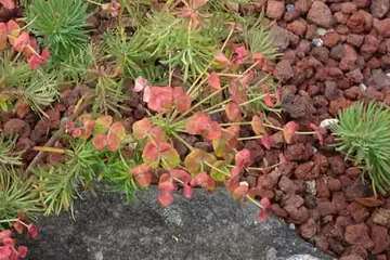 マツバトウダイ・箱根湿性花園