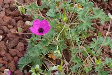 ゲラニュームサブコウレンサス・箱根湿性花園