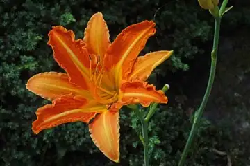 ノカンゾウ・箱根湿性花園