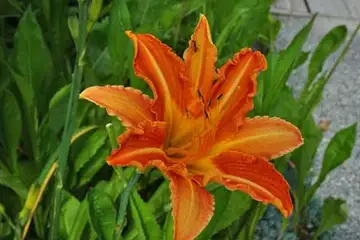 ノカンゾウ・箱根湿性花園