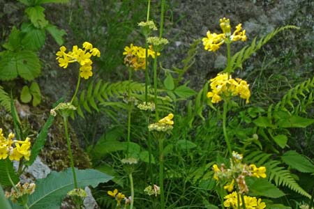 キバナクリンソウ・箱根湿性花園