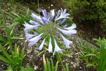アガパンサス・阿久和川